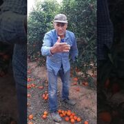 El demoledor vídeo de un agricultor valenciano denunciando el desperdicio alimentario de tener que tirar más de 100.000 kilos de mandarinas